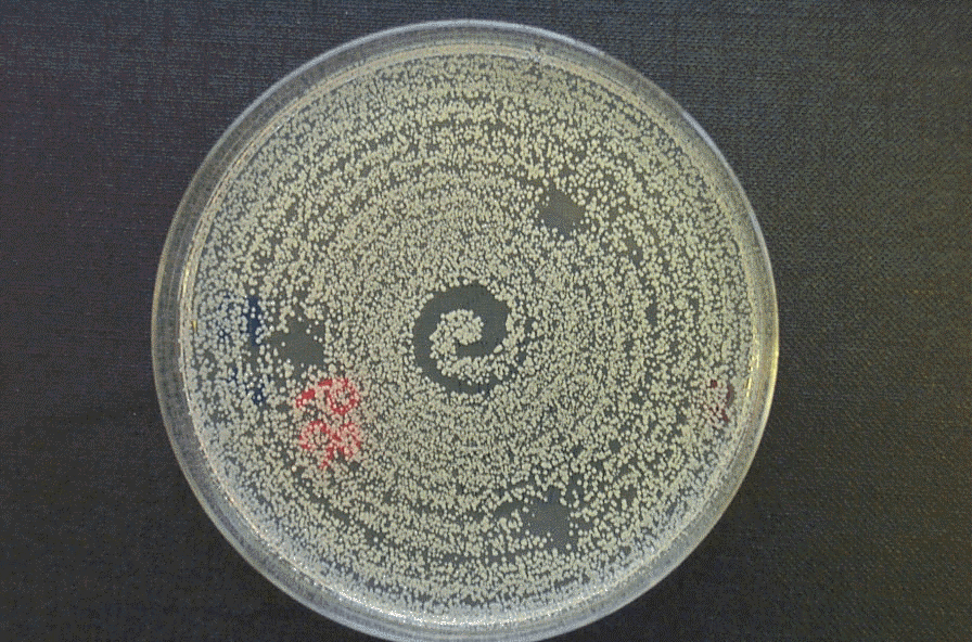 Small areas of growth-inhibition produced by Biogun technology in a Petri dish inoculated with MRSA