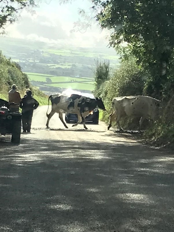 Cows crossing the road