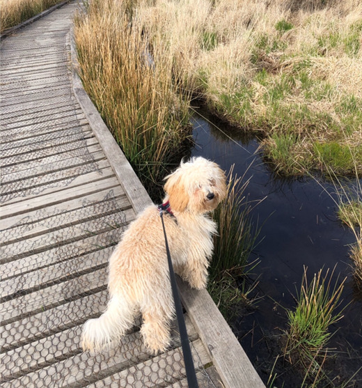 A dog on walk